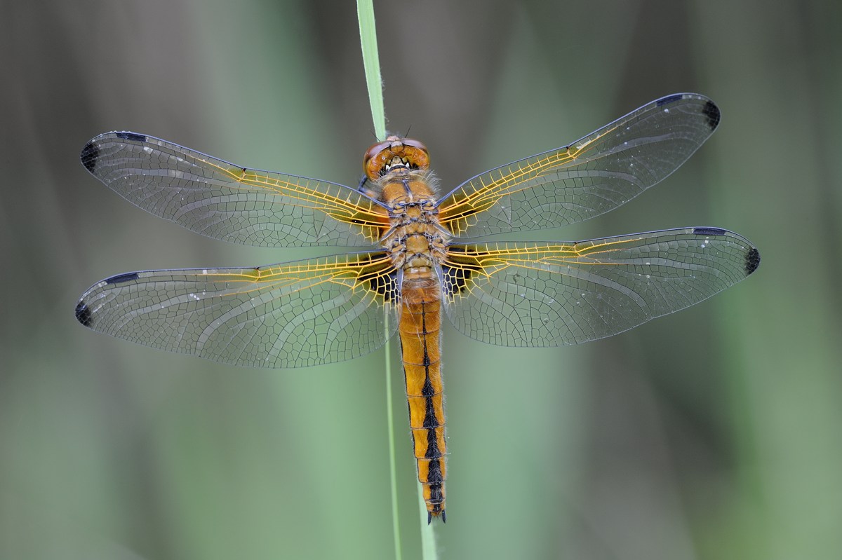 Libellula nuova fiammante